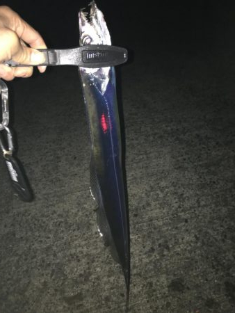 やはりタチウオには針が見えている！