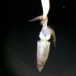 今期初ヒイカ調査