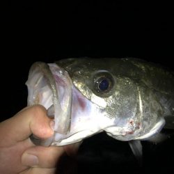 サヨリパターンのシーバス