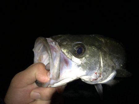 サヨリパターンのシーバス