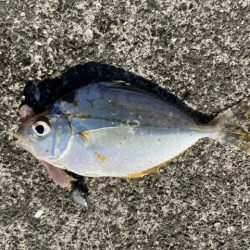 マイクロテンヤ