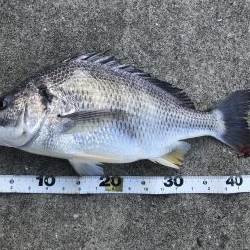 雨後の濁りに期待