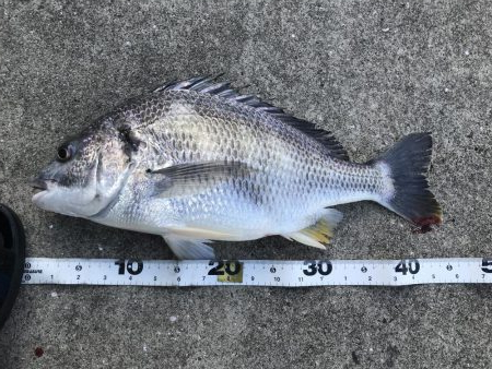 雨後の濁りに期待