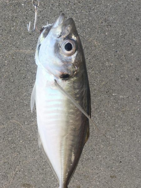 青物ボウズ、太刀魚ボウズ、アジ！メバル！ガ…