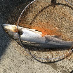 のませ釣り