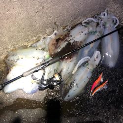 2020 佐渡ヶ島エギング 41回目