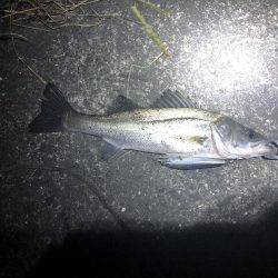 シーバスとアジング