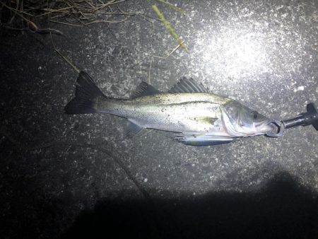 シーバスとアジング