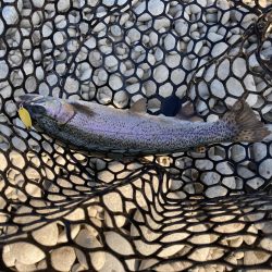 管理釣り場なめてました