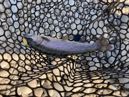 管理釣り場なめてました