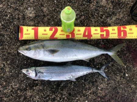 青物まだいるな〜