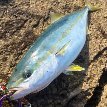 地磯ライトショアジギング、ナブラ打ち