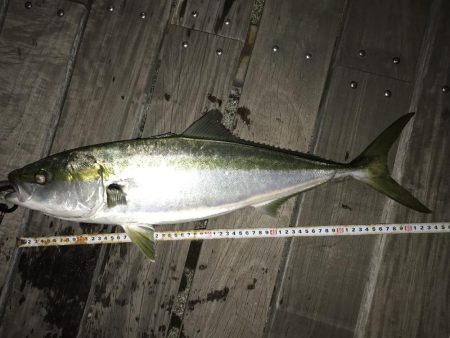 今季初青物GET。