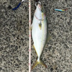 やっとこミニハマチ