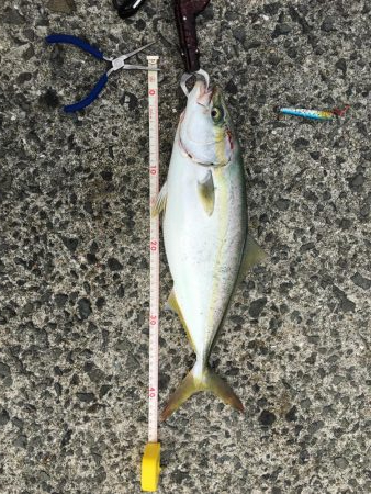 やっとこミニハマチ