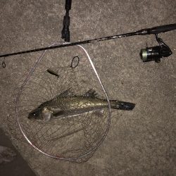 夕まずめシーバス