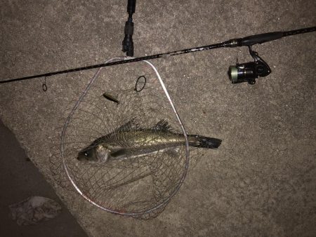 夕まずめシーバス