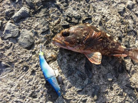 イワシきらめく海　　おかっぱりルアーフィッ…