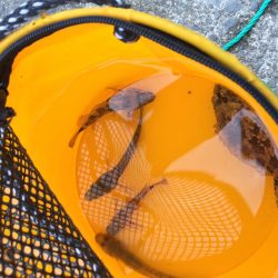 ファミリーフィッシング4