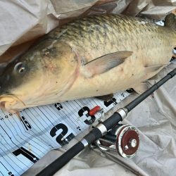 ついに来た！猪名のメーター鯉