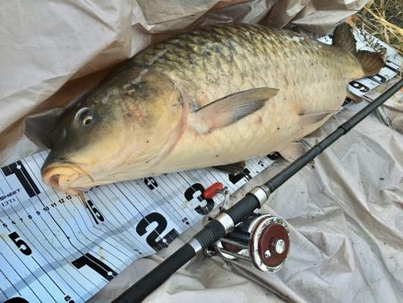 ついに来た！猪名のメーター鯉