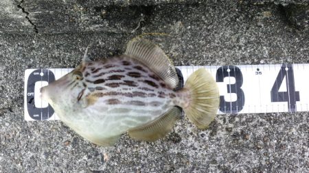 剛剣玉ノ柄　入魂