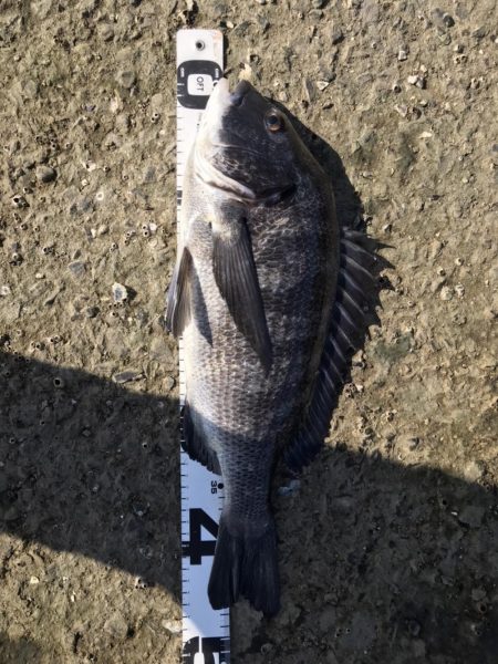 イチノ兄弟、釣果！