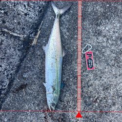 今は泳がせのが熱いんかな