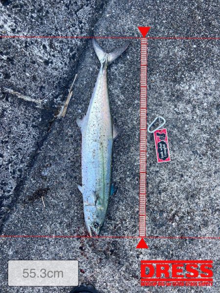 今は泳がせのが熱いんかな