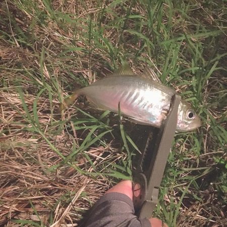 爆風アジング(貴重な止み間に)