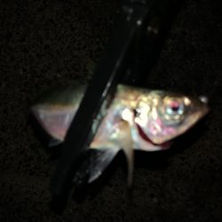 無風のアジング釣行