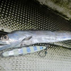 【リタックル】にて神戸沖タチウオジギング