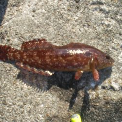 チャリ子も居ない