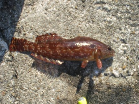 チャリ子も居ない