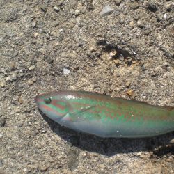 また林崎漁港へ