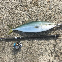 メジロハマチサゴシ