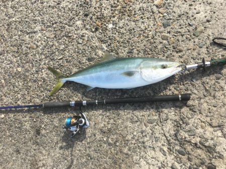 メジロハマチサゴシ