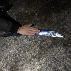 バケツから忽然と消えたタチウオ