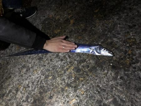 バケツから忽然と消えたタチウオ