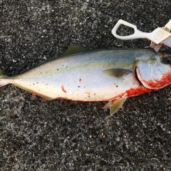 あと少しでメジロ