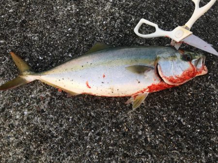 あと少しでメジロ