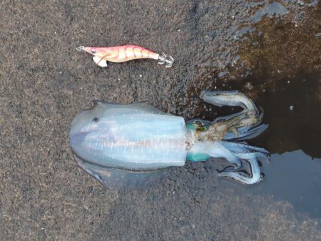 イカの気持ち５