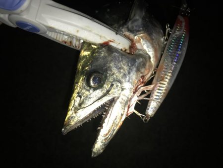 タチウオ&サゴシ&おまけの…