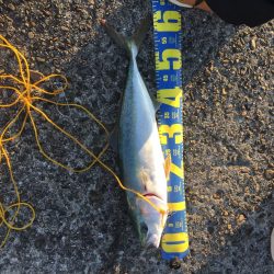 ショアジギング