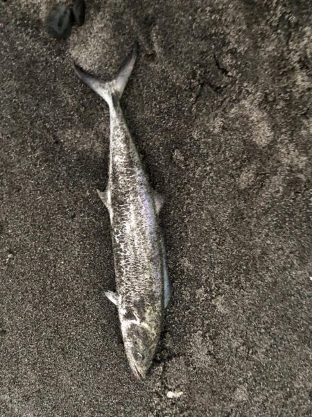 久しぶりの吹上でサゴシ