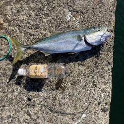 泉佐野一文字 ショアジギング