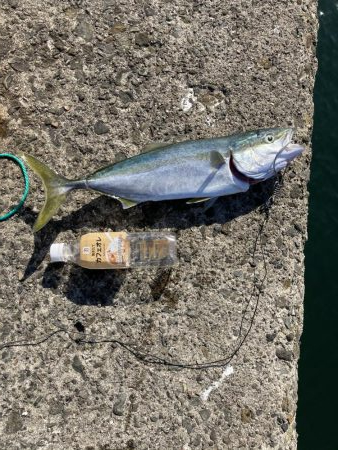 泉佐野一文字 ショアジギング