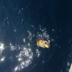 ティップランでコウイカ