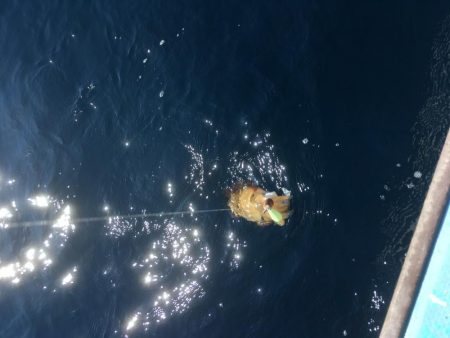 ティップランでコウイカ