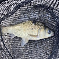 初パンプカ釣り